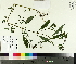  ( - TJD-661)  @11 [ ] CreativeCommons - Attribution Non-Commercial (2014) MTMG McGill University Herbarium