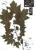  ( - TJD-089)  @11 [ ] CreativeCommons - Attribution Non-Commercial (2013) MTMG McGill Herbarium