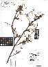  ( - TJD-011)  @11 [ ] CreativeCommons - Attribution Non-Commercial (2013) MTMG McGill Herbarium