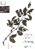  ( - TJD-106)  @11 [ ] CreativeCommons - Attribution Non-Commercial (2013) MTMG McGill Herbarium
