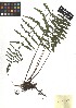  ( - TJD-491)  @11 [ ] CreativeCommons - Attribution Non-Commercial (2013) MTMG McGill Herbarium