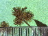  (Sanicula trifoliata - TJD-314)  @11 [ ] CreativeCommons - Attribution Non-Commercial (2013) MTMG McGill Herbarium