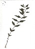  ( - TJD-331)  @11 [ ] CreativeCommons - Attribution Non-Commercial (2013) MTMG McGill Herbarium