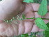  (Chenopodium simplex - TJD-382)  @11 [ ] CreativeCommons - Attribution Non-Commercial (2013) MTMG McGill Herbarium