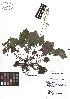  ( - TJD-064)  @11 [ ] CreativeCommons - Attribution Non-Commercial (2013) MTMG McGill Herbarium