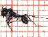  (Messor barbarus - LPC18-004-a)  @14 [ ] Laboratory of Social and Myrmecophilous Insects (2019) Casacci, Luca Pietro Polish Academy of Science, Museum and Institute of Zoology