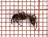 ( - LPC18-064-4)  @11 [ ] Laboratory of Social and Myrmecophilous Insects (2019) Casacci, Luca Pietro Polish Academy of Science, Museum and Institute of Zoology