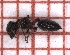  (Crematogaster auberti - LPC19-111-2)  @11 [ ] Laboratory of Zoology (2020) Casacci, Luca Pietro Department of Life Sciences and Systems Biology, University of Turin