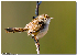  (Prinia gracilis - MP4422)  @11 [ ] Unspecified (default): All Rights Reserved  Unspecified Unspecified