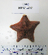  (Asterinidae - KFM-422)  @14 [ ] No Rights Reserved (2009) Unspecified Coastal Marine Biolabs