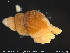  (Oenopota violacea - NTNU-VM-77442)  @11 [ ] Creative Commons  Attribution Non-Commercial Share-Alike (2019) NTNU University Museum, Department of Natural History NTNU University Museum, Department of Natural History