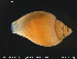  (Obesotoma simplex - NTNU-VM-77445)  @11 [ ] Creative Commons  Attribution Non-Commercial Share-Alike (2019) NTNU University Museum, Department of Natural History NTNU University Museum, Department of Natural History