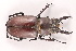  (Lucanus ngheanus - VNU-Luca-15)  @11 [ ] Copyright (2024) Unspecified University of Science, Vietnam National University, Hanoi