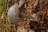  (Amanita aff. vaginata - TRTC157206)  @11 [ ] CreativeCommons - Attribution Non-Commercial Share-Alike (2010) Unspecified Royal Ontario Museum