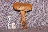  (Tylopilus sp - TRTC157237)  @11 [ ] CreativeCommons - Attribution Non-Commercial Share-Alike (2010) Unspecified Royal Ontario Museum