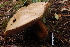  (Tylopilus aff. rubrobrunneus - TRTC157155)  @11 [ ] CreativeCommons - Attribution Non-Commercial Share-Alike (2010) Unspecified Royal Ontario Museum