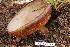  (Tylopilus cf. sp - TRTC157164)  @11 [ ] CreativeCommons - Attribution Non-Commercial Share-Alike (2010) Unspecified Royal Ontario Museum