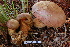  (Boletus cf. calopus - TRTC157169)  @11 [ ] CreativeCommons - Attribution Non-Commercial Share-Alike (2010) Unspecified Royal Ontario Museum