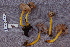  (Cantharellus aff. tubaeformis - TRTC161127)  @11 [ ] CreativeCommons - Attribution Non-Commercial Share-Alike (2010) Unspecified Royal Ontario Museum