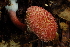  (Boletellus emodensis - TRTC161132.1)  @11 [ ] CreativeCommons - Attribution Non-Commercial Share-Alike (2010) Unspecified Royal Ontario Museum
