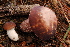  (Boletus violaceofuscus - TRTC161136)  @11 [ ] CreativeCommons - Attribution Non-Commercial Share-Alike (2010) Unspecified Royal Ontario Museum