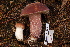  (Boletus violaceofuscus - TRTC161136)  @11 [ ] CreativeCommons - Attribution Non-Commercial Share-Alike (2010) Unspecified Royal Ontario Museum