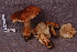  (Tricholoma cf. albobrunneum - TRTC161137)  @11 [ ] CreativeCommons - Attribution Non-Commercial Share-Alike (2010) Unspecified Royal Ontario Museum
