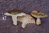  (Russula aff. virescens - TRTC161141)  @11 [ ] CreativeCommons - Attribution Non-Commercial Share-Alike (2010) Unspecified Royal Ontario Museum