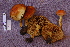  (Hypholoma sp - TRTC161150)  @11 [ ] CreativeCommons - Attribution Non-Commercial Share-Alike (2010) Unspecified Royal Ontario Museum