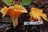  (Cantharellus sp - TRTC161151)  @11 [ ] CreativeCommons - Attribution Non-Commercial Share-Alike (2010) Unspecified Royal Ontario Museum