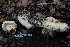  (Russula aff. brevipes - TRTC161154)  @11 [ ] CreativeCommons - Attribution Non-Commercial Share-Alike (2010) Unspecified Royal Ontario Museum