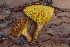  (Phylloporus sp - TRTC161174)  @11 [ ] CreativeCommons - Attribution Non-Commercial Share-Alike (2010) Unspecified Royal Ontario Museum
