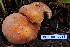  (Lactarius aff. hygrophoroides - TRTC157136)  @11 [ ] CreativeCommons - Attribution Non-Commercial Share-Alike (2010) Unspecified Royal Ontario Museum