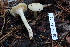  (Hygrocybe aff. virginiana - TRTC157142)  @11 [ ] CreativeCommons - Attribution Non-Commercial Share-Alike (2010) Unspecified Royal Ontario Museum