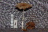  (Psathyrella aff. candolleana - TRTC157144)  @11 [ ] CreativeCommons - Attribution Non-Commercial Share-Alike (2010) Unspecified Royal Ontario Museum