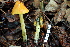  (Hygrocybe aff. conica - TRTC157145)  @11 [ ] CreativeCommons - Attribution Non-Commercial Share-Alike (2010) Unspecified Royal Ontario Museum