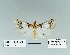  (Aeglotis argentalis - HA-Pyr-041)  @11 [ ] Copyright (2023) Hayk Mirzayans Insect Museum HMIM