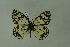  (Melanargia parce - DNAwthmel 230)  @14 [ ] Copyright (2009) Unspecified Unspecified