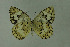  (Melanargia grumi - DNAwthmel 247)  @14 [ ] Copyright (2009) Unspecified Unspecified