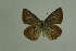  (Polyommatus antidolus - DNAwthlyc 016)  @13 [ ] Copyright (2007) Unspecified University of Guelph