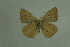  (Polyommatus antidolus - DNAwthlyc 016)  @13 [ ] Copyright (2007) Unspecified University of Guelph