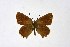  ( - DNAwthSatyrium179)  @11 [ ] copyright (2023) Wolfgang tenHagen Unspecified