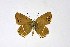  ( - DNAwthSatyrium179)  @11 [ ] copyright (2023) Wolfgang tenHagen Unspecified