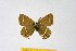  ( - DNAwthSatyrium180)  @11 [ ] copyright (2023) Wolfgang tenHagen Unspecified