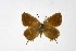  ( - DNAwthSatyrium181)  @11 [ ] copyright (2023) Wolfgang tenHagen Unspecified