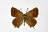  ( - DNAwthSatyrium182)  @11 [ ] copyright (2023) Wolfgang tenHagen Unspecified