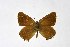  ( - DNAwthSatyrium189)  @11 [ ] copyright (2023) Wolfgang tenHagen Unspecified