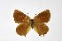  ( - DNAwthSatyrium183)  @11 [ ] copyright (2023) Wolfgang tenHagen Unspecified