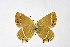  ( - DNAwthSatyrium183)  @11 [ ] copyright (2023) Wolfgang tenHagen Unspecified