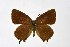  ( - DNAwthSatyrium186)  @11 [ ] copyright (2023) Wolfgang tenHagen Unspecified